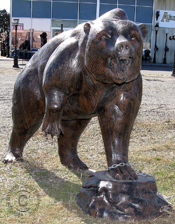 Grizzly On A Rock