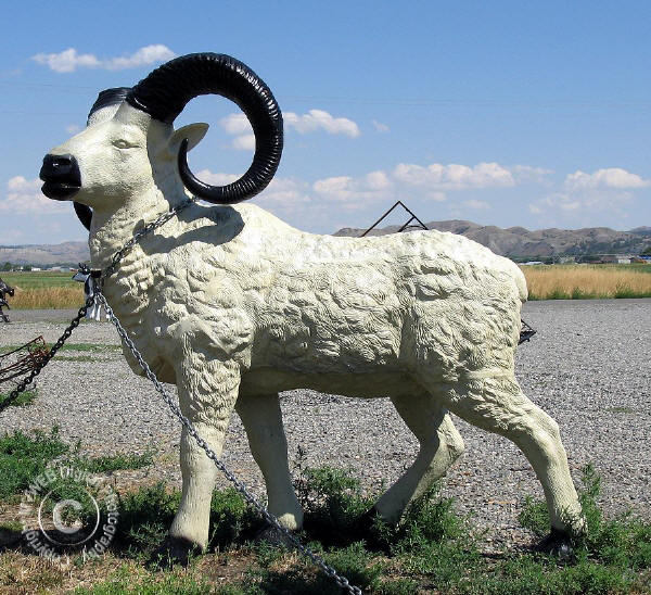 Ram