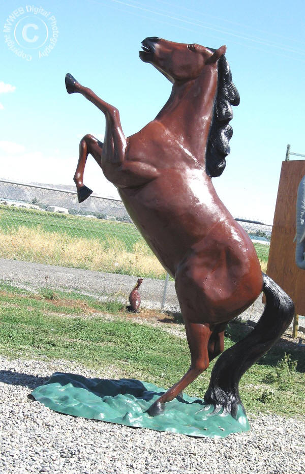 Rearing Mustang