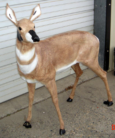 Antelope Doe