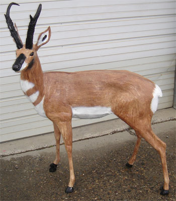 Antelope Buck